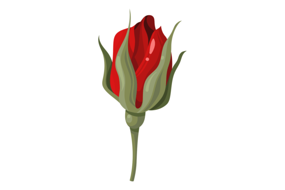 Burgundy Rose: A Decorative Floral Element