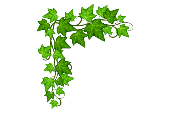 Green Ivy Corner. Decorative Natural Lea